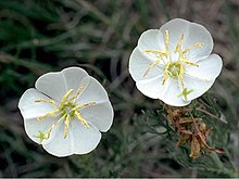 Oenothera coronopifolia.jpg