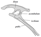 Saurischian pelvis structure (left side)