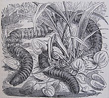 Černobílá kresba cecílie kroužkované z Ottova slovníku naučného. Červor se na obrázku plazí listovím a má hlavu orientovanou doleva. Na pravé straně kresby velký trs trávy.