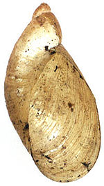 Oxyloma elegans