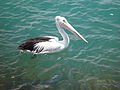 P conspicillatus on water.JPG