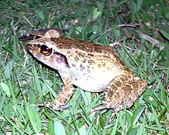 Description de l'image Palau Frog Platymantis pelewensis photographed in Koror Palau in May 2013.jpg.