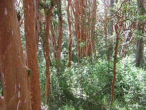 El bosque de arrayanes, en la punta de la península de Quetrihué