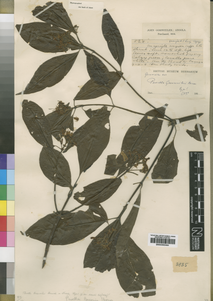 アンゴラ固有種の一つである[94]アカネ科キダチハナカンザシ属の Pavetta gossweileri Bremek.(Wikispecies) のタイプ標本 (1911年11月9日、ゴスヴァイラーによりクアンザ・ノルテ州にて採取; ロンドン自然史博物館所蔵)