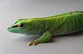 Image 21 Phelsuma grandis Photograph: H. Krisp Phelsuma grandis is a species of day gecko that lives in Madagascar. Found in a wide range of habitats, it can measure up to 30 centimetres (12 in) in length. More selected pictures