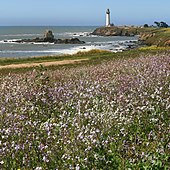 野生の花とピジョンポイント灯台（南から）