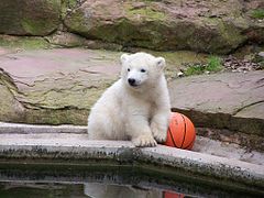 Lācis ar basketbola bumbu