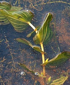 Το είδος Potamogeton perfoliatus