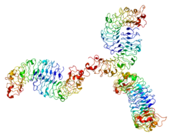 Protein BGN PDB 2ft3.png