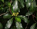 Psychotria capensis subsp. capensis