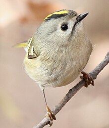 Regulus regulus japonensis face.JPG