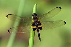 ♂ Rhyothemis phyllis