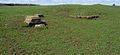 Remains of Voreda, a Roman Fort at Castelsteads, Plumpton