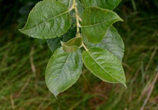 Gråpil (Salix cinerea).