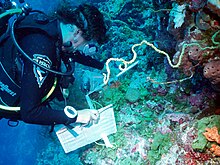 Provanta laboro en la Chagos.JPG