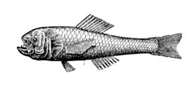 Scopelogadus mizolepis mizolepis