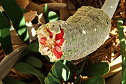 Chigua (Zamia chigua, Zamia obliqua auch Zamia roezlii) (roh, unbehandelt giftig)