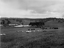 Bungaree Station buildings with sheep in 1906.