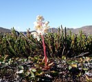 Mai 2014: Großblättriges Wintergrün (Pyrola grandiflora)