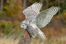 Female with wings extended, showing the wing structure. Snowy owl Wings 212.jpg