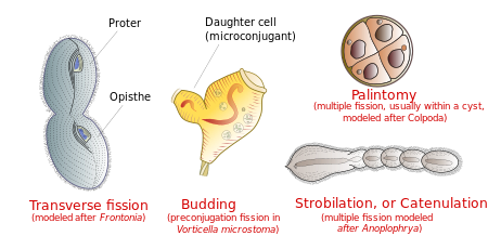 Most ciliates divide transversally, but other kinds of binary fission occur in some species. Some types of ciliate fission.svg