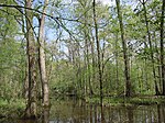 A hardwood swamp.