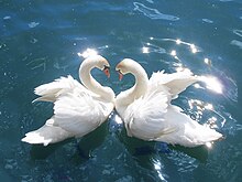 Swans are important figures in Advaita. SwansCygnus olor.jpg