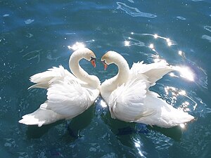 The swan is a symbol of purity and transcenden...