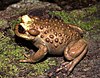 Telmatobufo bullocki - Эдгардо Патрисио Флорес Флорес 001.jpg