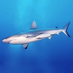 Carcharhinus amblyrhynchos, un Carcharhinidae