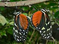 Tiger Longwings (Heliconius hecale zuleika) mating