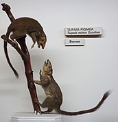 Two stuffed brown treeshrews