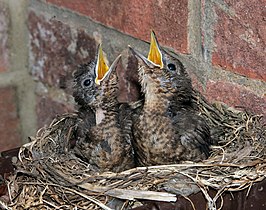 Two chicks in a nest