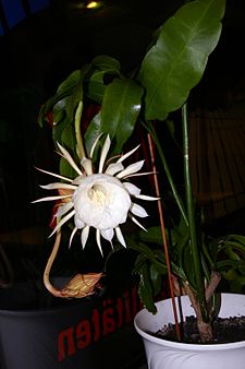 Stor bladkaktus (Epiphyllum oxypetalum)