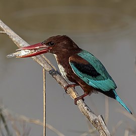 White-throated kingfisher (Halcyon smyrnensis fusca) 5.jpg