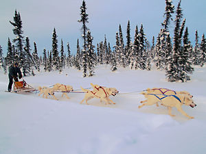 White huskies hiking in Inuvik, Canada.