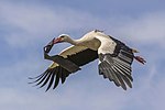 White stork (Ciconia ciconia) in flight with transmitter.jpg