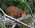 WhitetailedDeerFawn.jpg