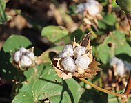 Wild cotton at Mission Garden