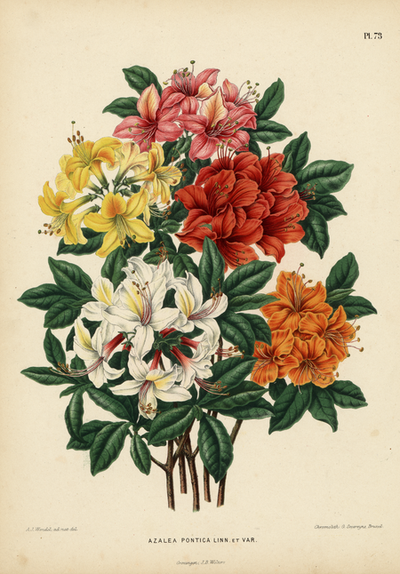 Pl. 73: AZALEA PONTICA LINN. et VAR.