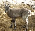 Obelix un jeune bouquetin (Capra ibex)