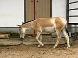 Туркменский кулан (Equus hemionus kulan), вид внесён в Красную книгу МСОП