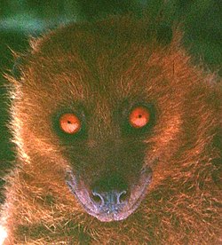1977.05.03 Fijian Monkey-faced Bat ,Taveuni, Fiji 3443 ccccr.jpg