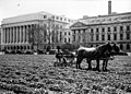 A Department of Agriculture employee uses a mule-drawn tiller to plant a new lawn, 1931
