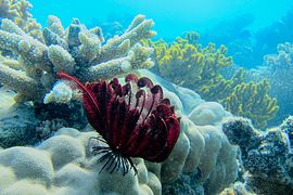 Crinoid (lilijice), Lizard Island