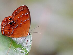 Fotografia da borboleta A. burnii, cujo tipo nomenclatural fora coletado em Myanmar, na região indo-malaia.[1]