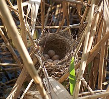 Bird Build Nest