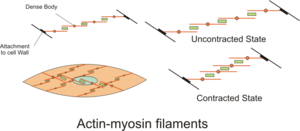 English: Diagram showing Actin-Myosin filament...