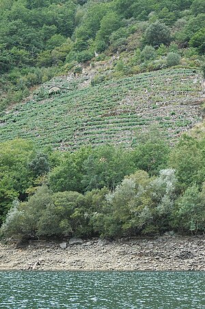 Albariño grapes on a slope near a river in Spain.