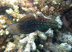 Un gobie galone (Amblygobius semicinctus)